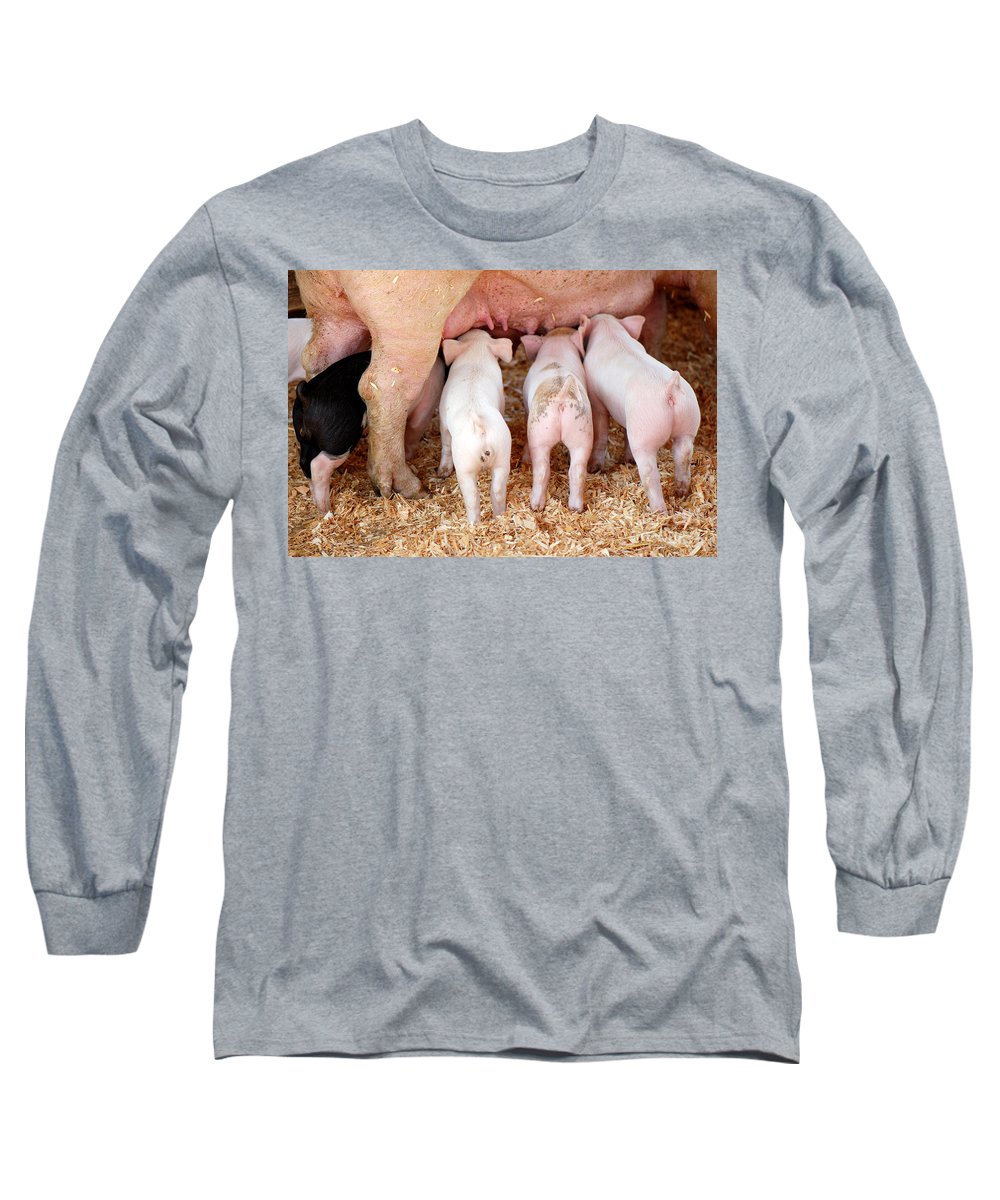 suckling-pig-kristin-lam.jpg