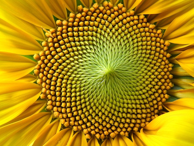 sunflower-head-seeds.jpg