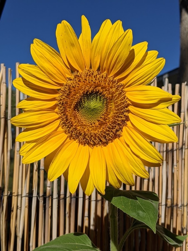 sunflower.jpg