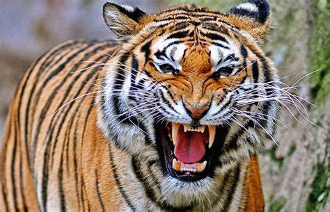 tiger_0.jpg