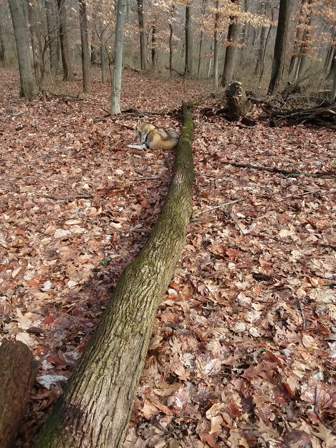 tree2.jpg