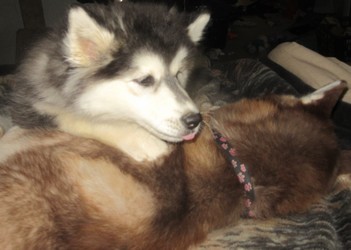 two dogs.jpg