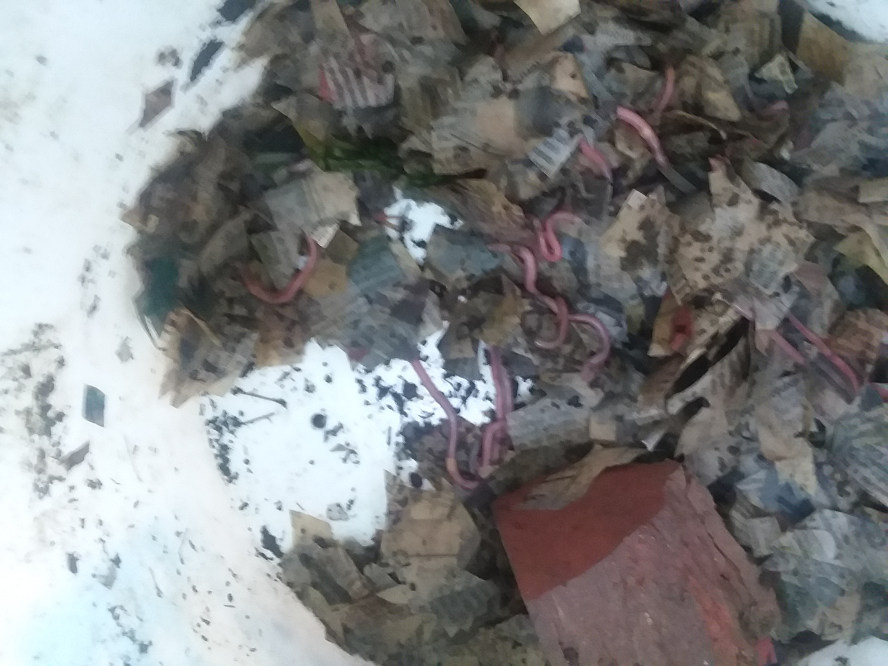 worms1.jpg
