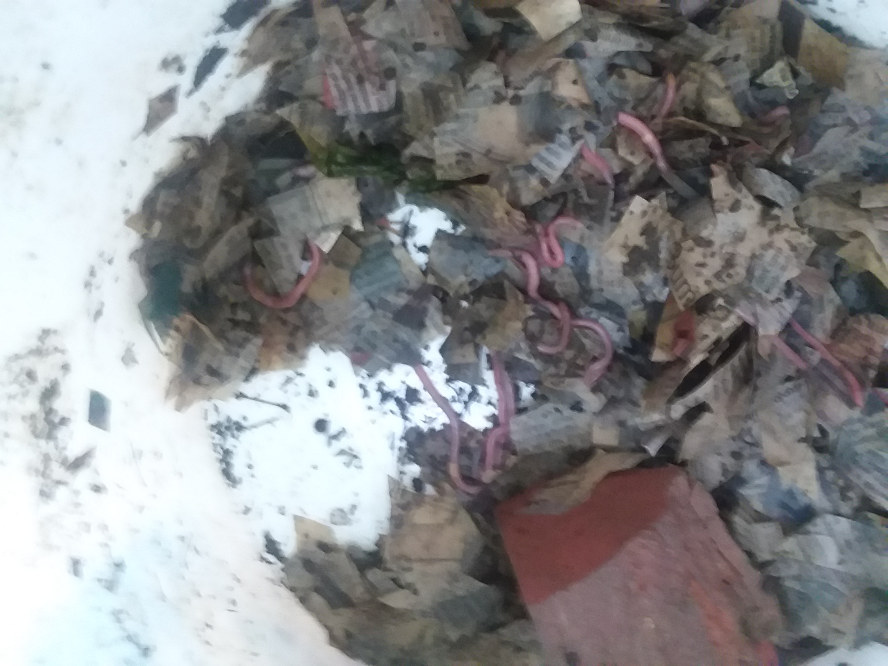 worms2.jpg