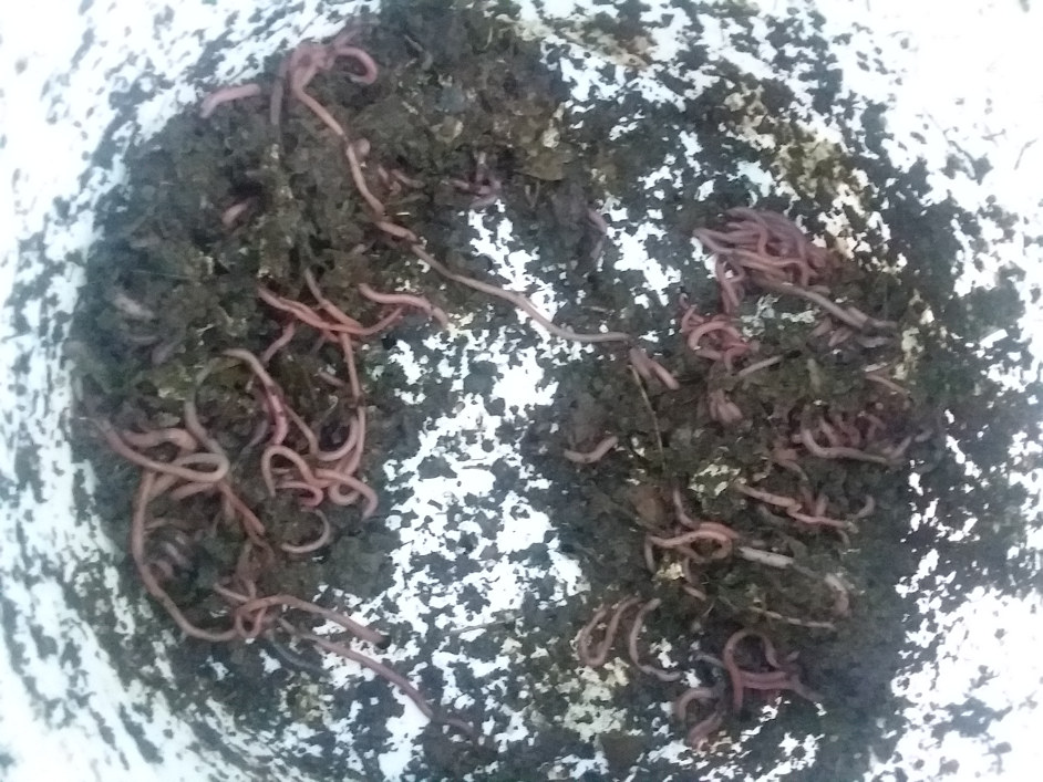 worms3.jpg