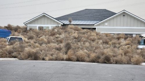 z tumbleweed.jpg